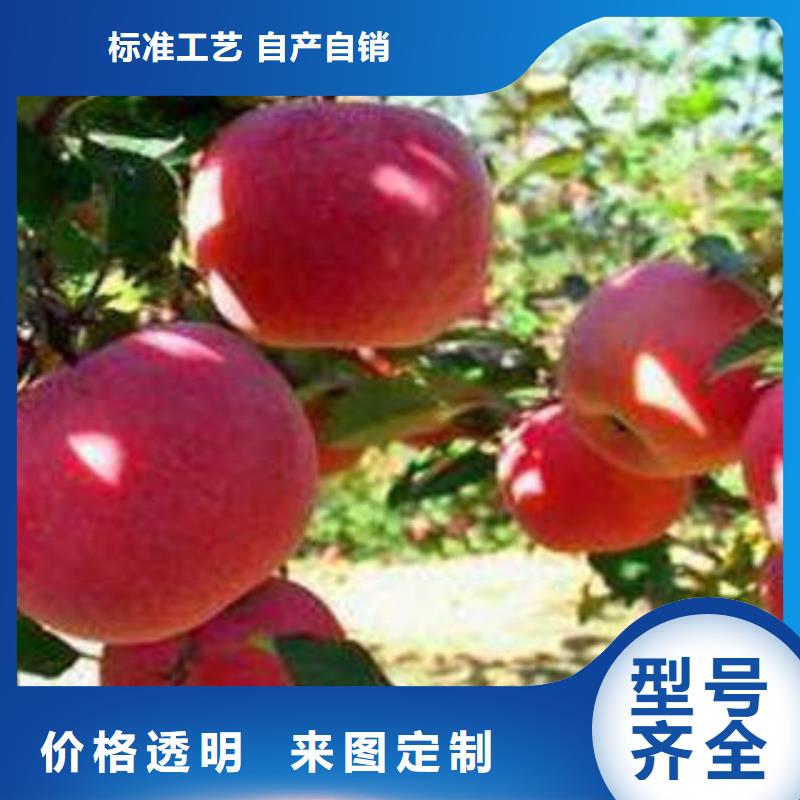 海南红富士苹果苹果
厂家质量过硬