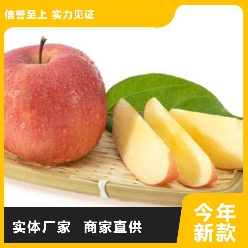 广东红富士苹果苹果种植基地选择大厂家省事省心
