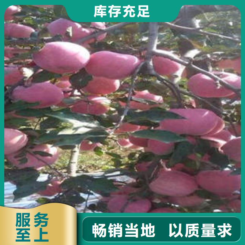 河南【红富士苹果】-苹果种植基地专注生产制造多年