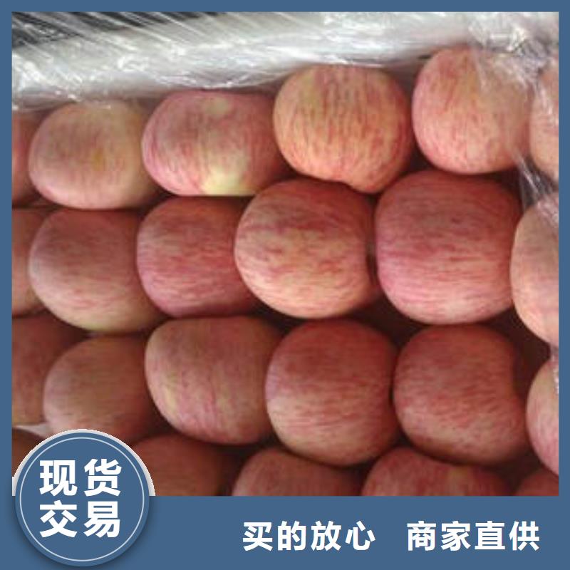 宁夏红富士苹果-红富士苹果产地货源直销