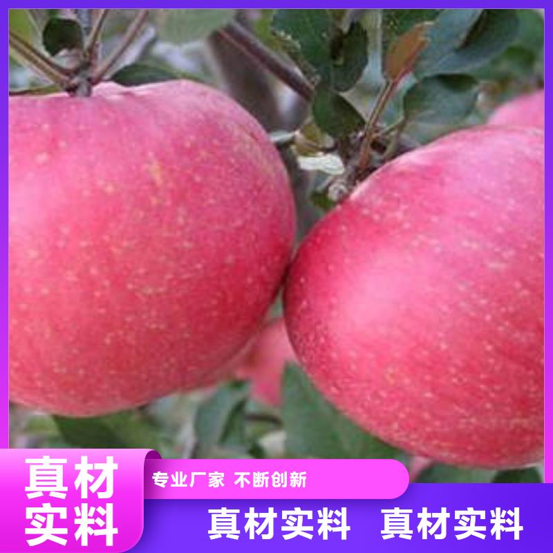 福建红富士苹果 【嘎啦苹果】本地厂家值得信赖