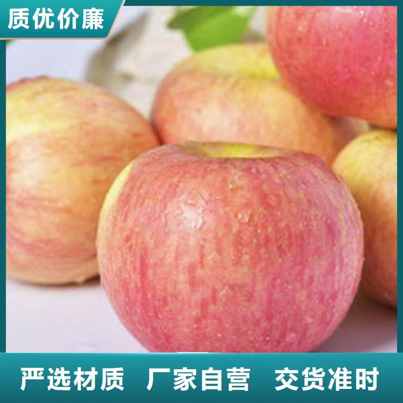 贵州 红富士苹果产地直销