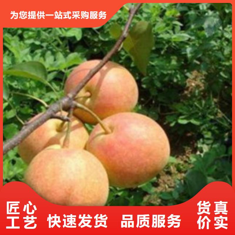 梨树苗花椒苗客户信赖的厂家当地厂家