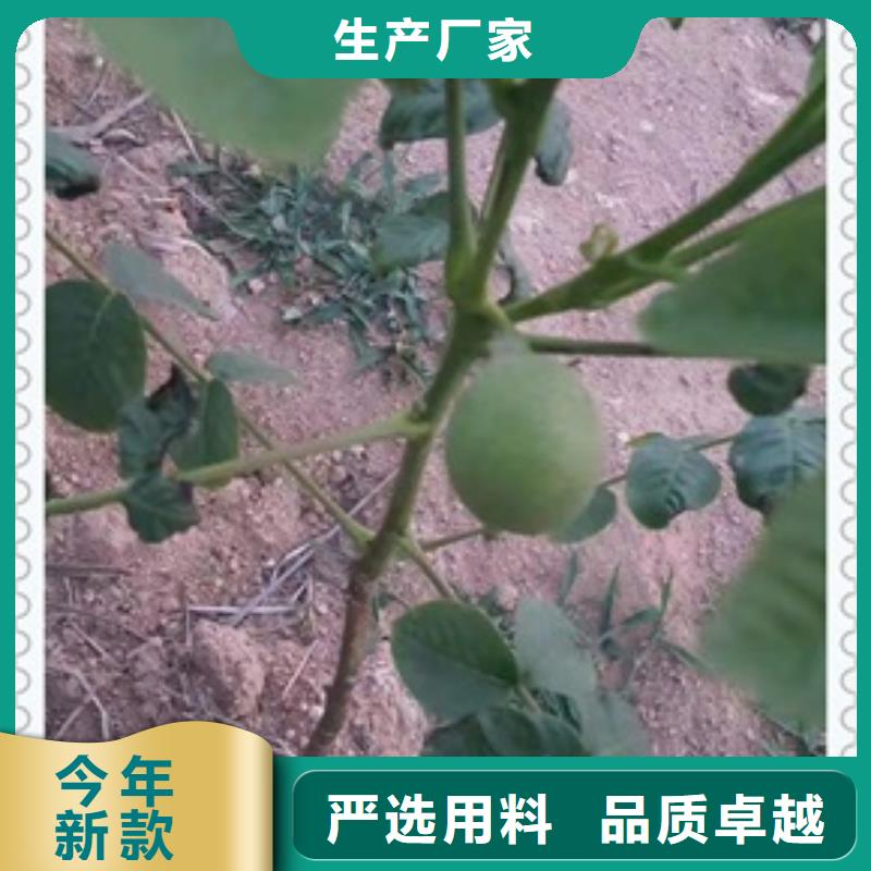 【核桃苗梨树苗多年行业积累】工厂直营