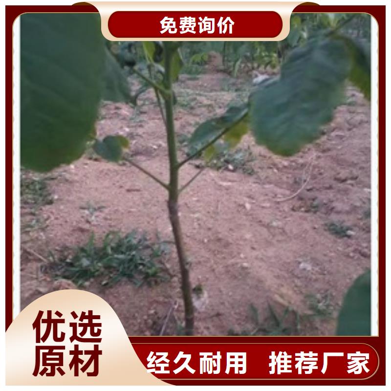 【核桃苗】花椒苗种类齐全规格型号全