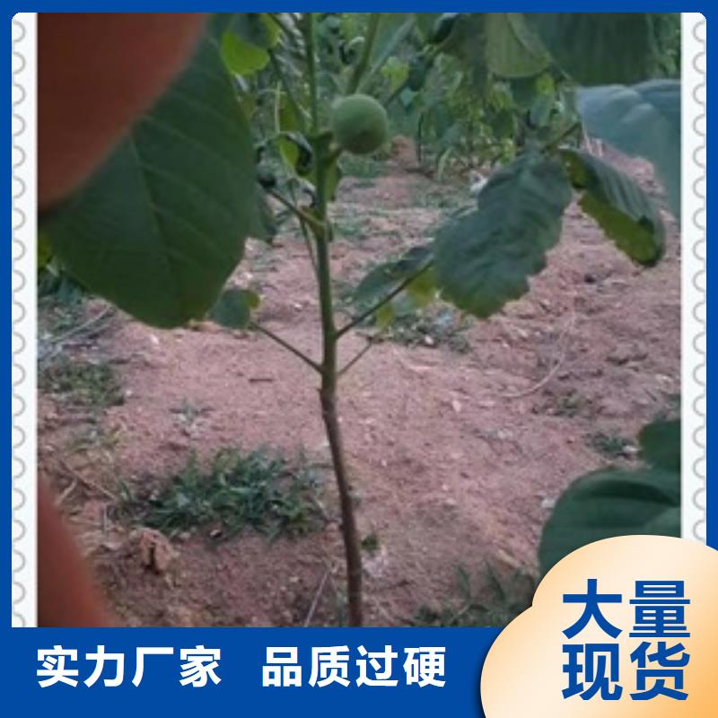 核桃苗桃树苗实力优品品质不将就
