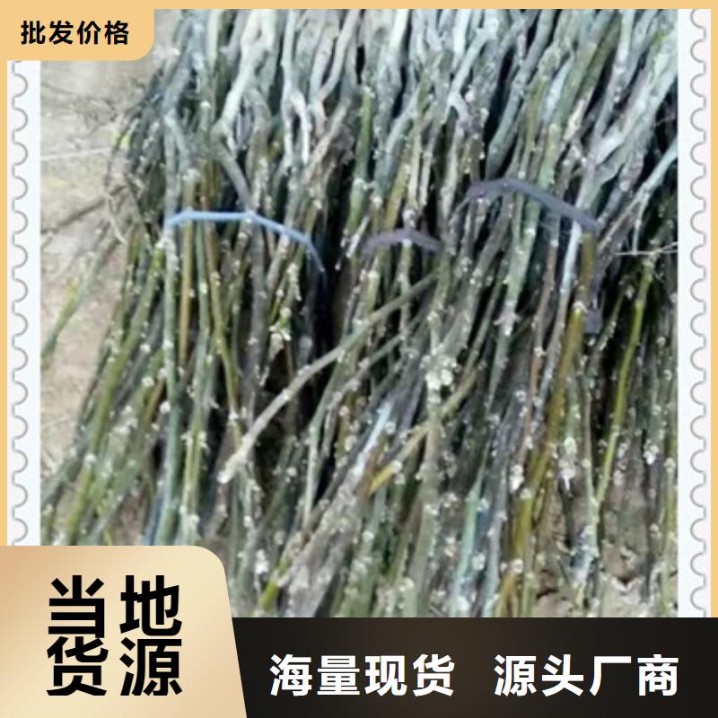 核桃苗适用范围广精工制作