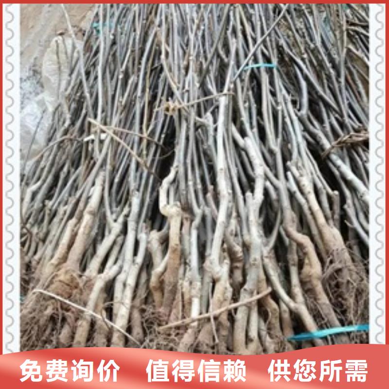 核桃苗李子苗交貨準時價格合理