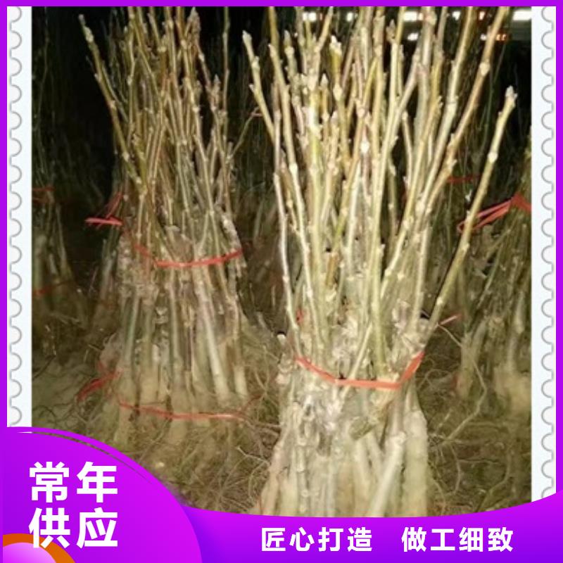 核桃苗桃樹苗買的是放心本地經(jīng)銷商