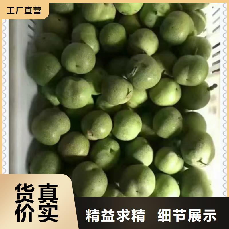 核桃苗花椒苗一手货源批发商