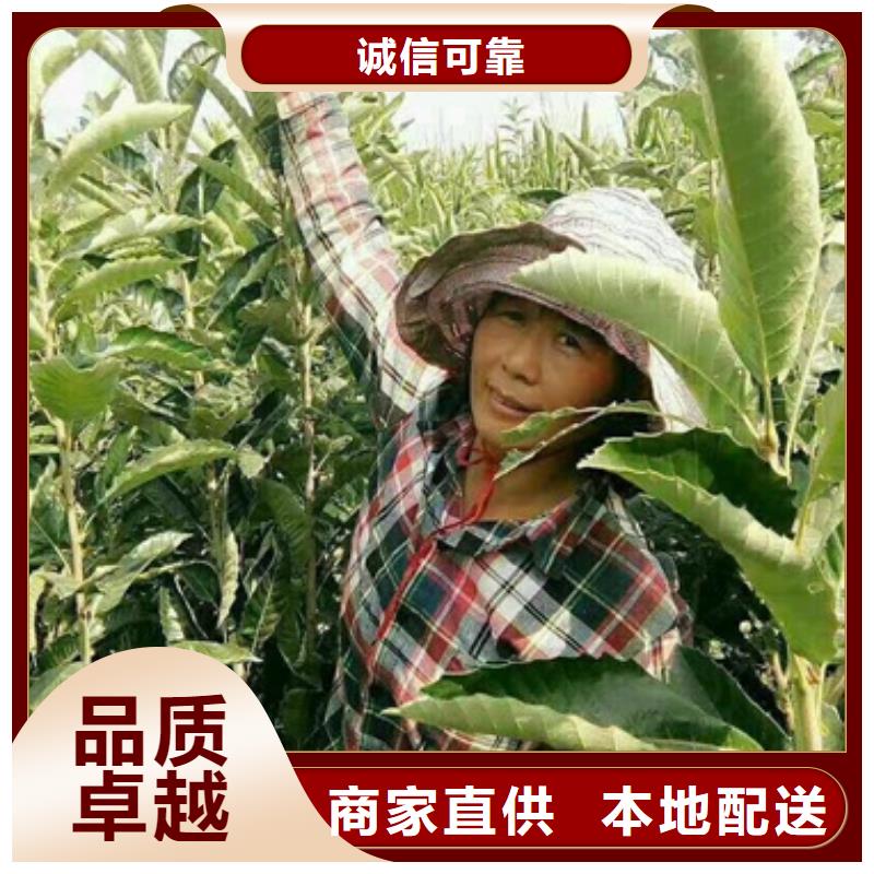 板栗苗葡萄苗加工定制同城公司