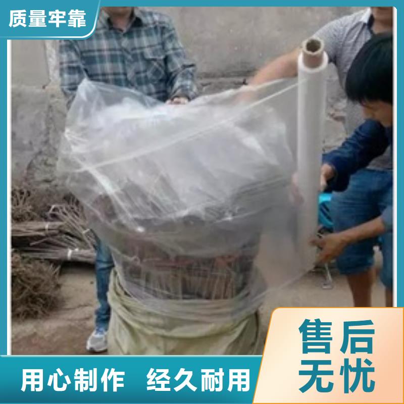板栗苗_梨树苗一致好评产品同城品牌