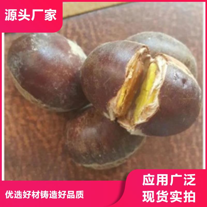 板栗苗梨树苗精益求精当地厂家