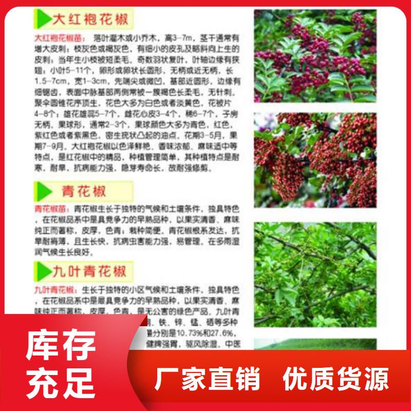 花椒苗【蓝莓苗】好品质经得住考验免费询价