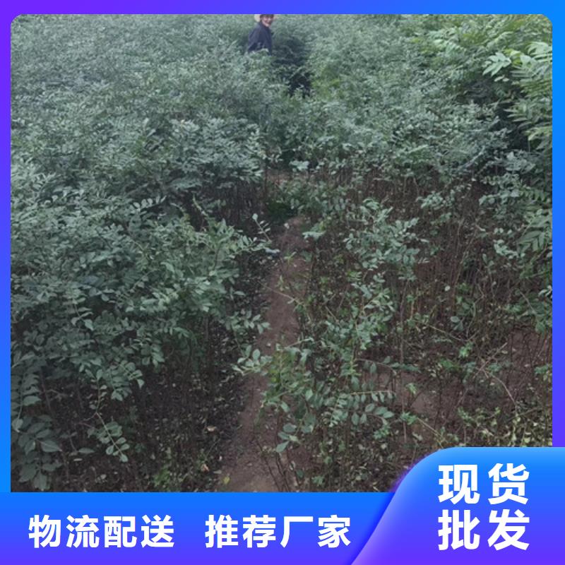 【花椒苗苹果苗好产品价格低】一站式采购商家