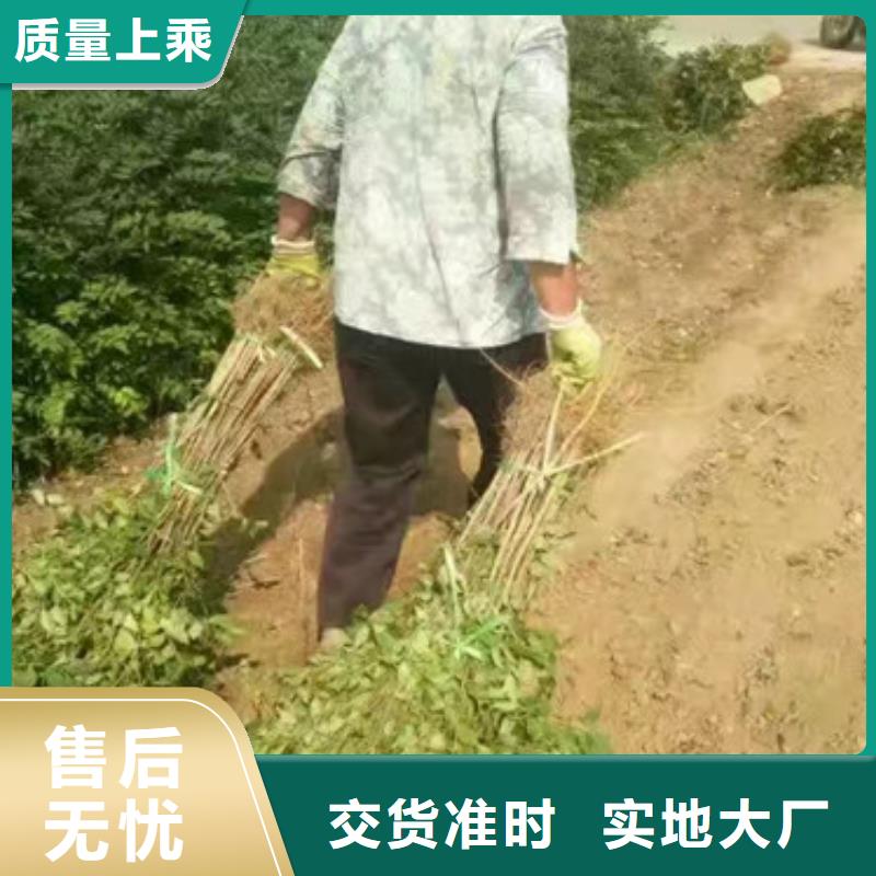 花椒苗蘋果苗實體廠家支持定制品質過硬