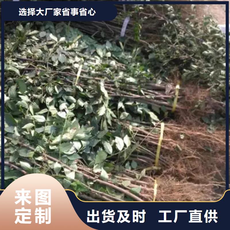 花椒苗正规厂家源头把关放心选购