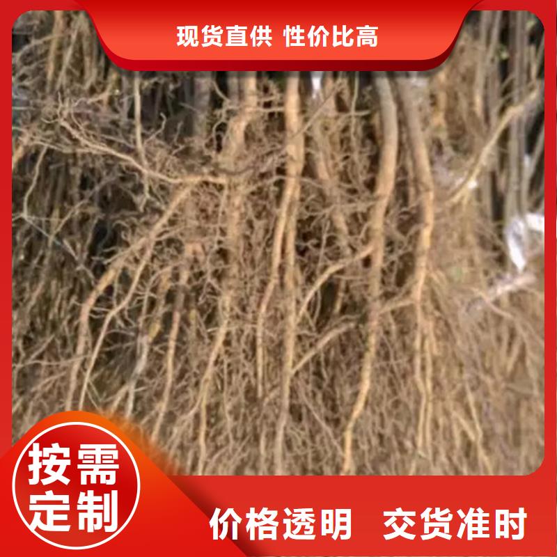 花椒苗板栗苗现货直供做工细致