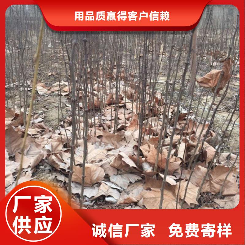 花椒苗,蓝莓苗优质原料资质认证