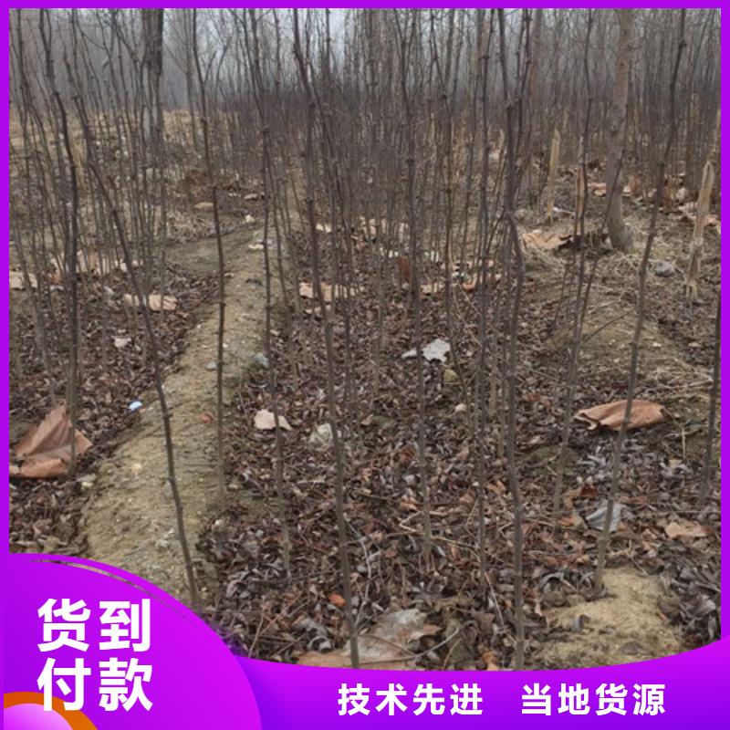 【花椒苗】蓝莓苗品质好才是硬道理客户信赖的厂家