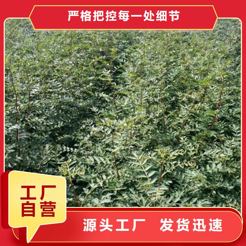花椒苗桃树苗经验丰富品质可靠厂家拥有先进的设备