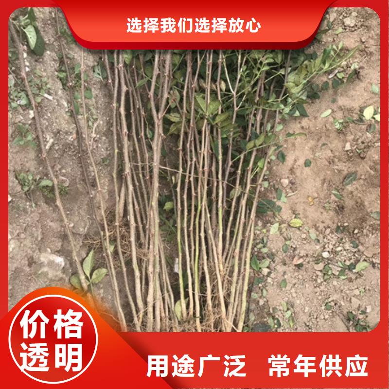 花椒苗桃樹苗老客戶鐘愛定制批發(fā)