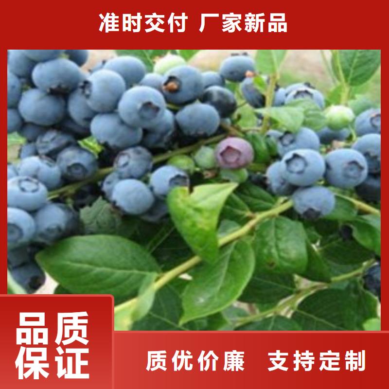 蓝莓苗,梨树苗按需定制真材实料优质原料