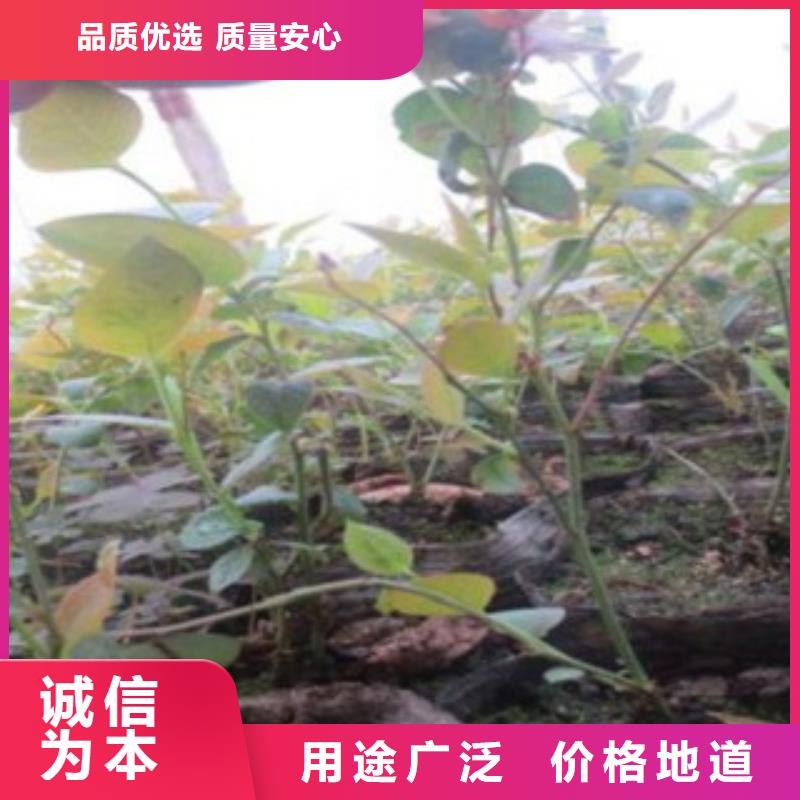 【蓝莓苗】_李子苗超产品在细节本地制造商
