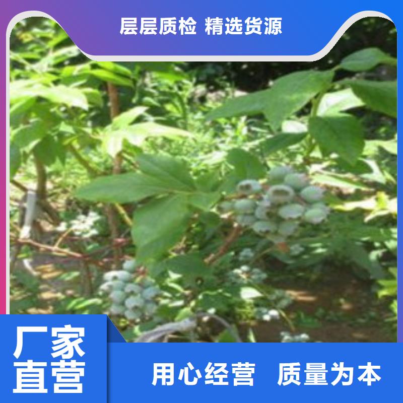 【蓝莓苗,苹果苗超产品在细节】值得信赖