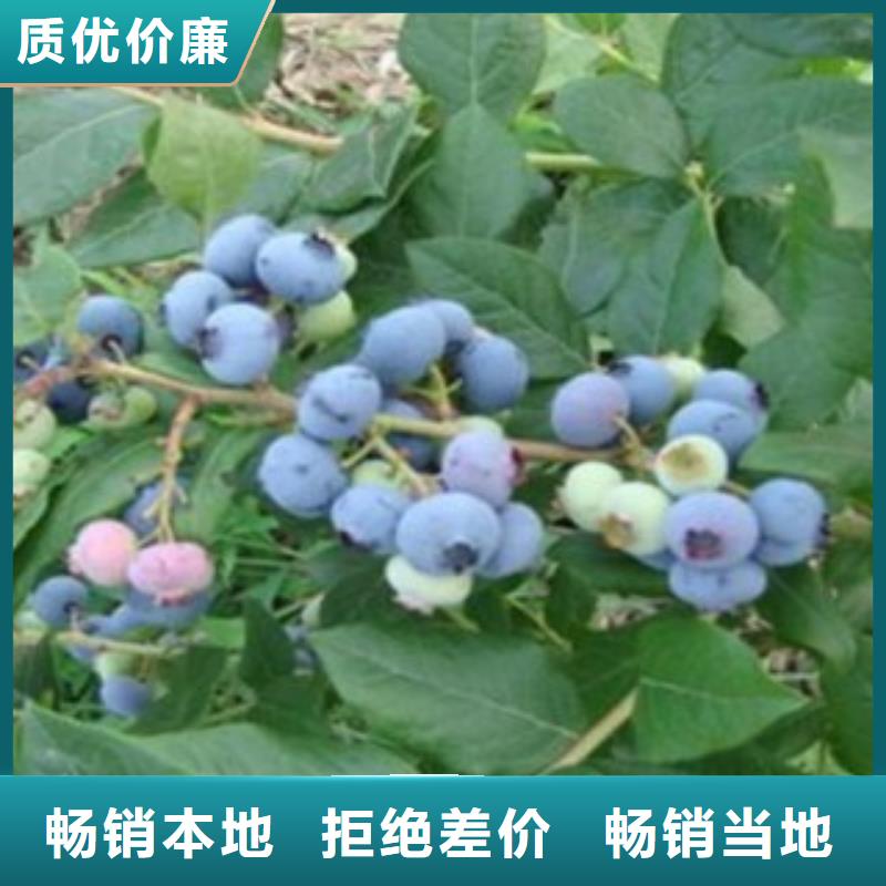 蓝莓苗_核桃苗以质量求生存用途广泛
