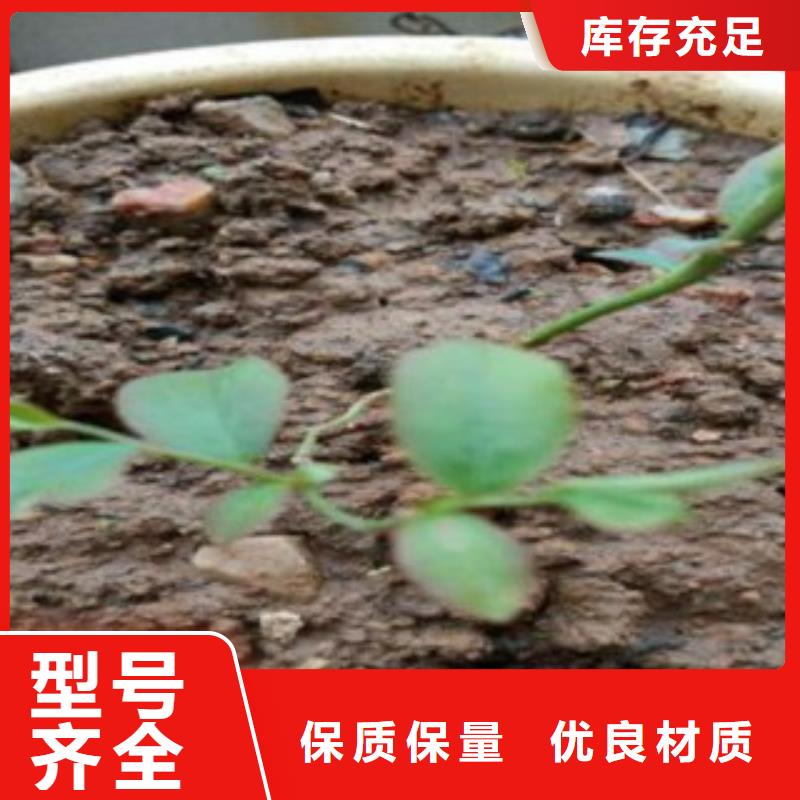 ​蓝莓苗,梨树苗自有生产工厂现货实拍