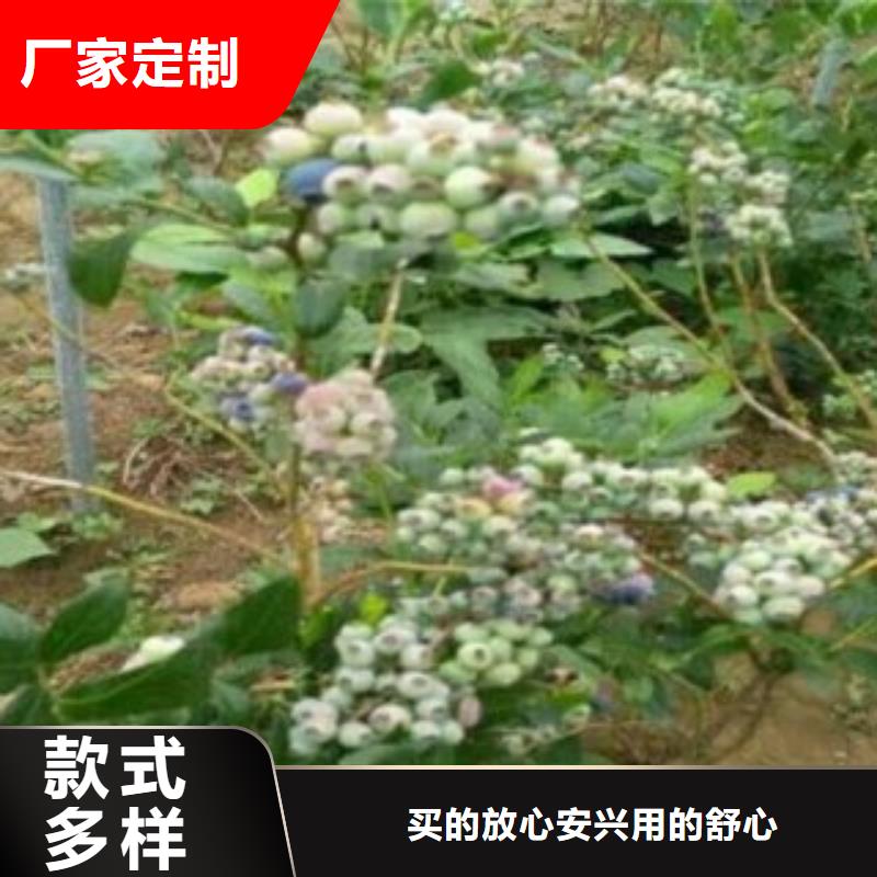 蓝莓苗苹果苗工厂直供实力优品
