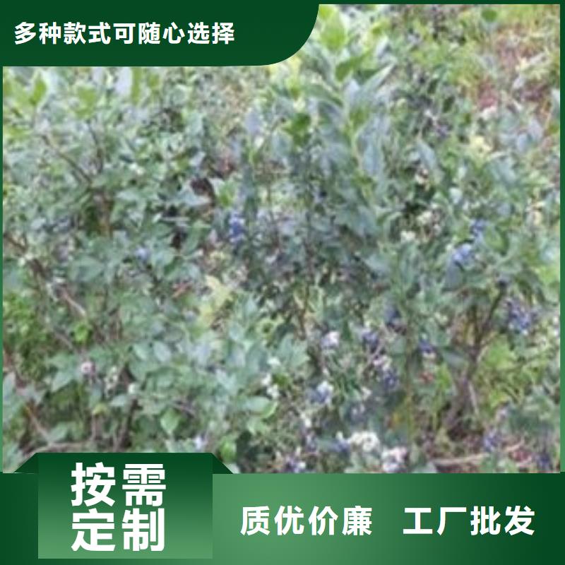 藍(lán)莓苗蘋果苗當(dāng)?shù)刎浽赐枪?yīng)商