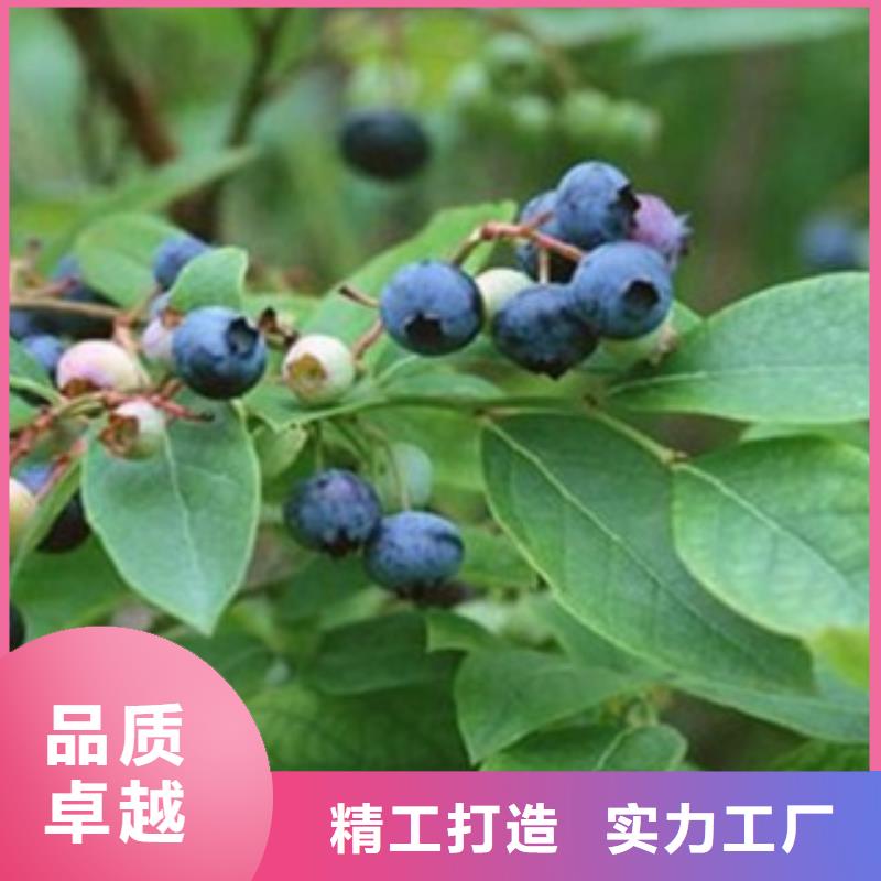 蓝莓苗花椒苗产品优良资质认证