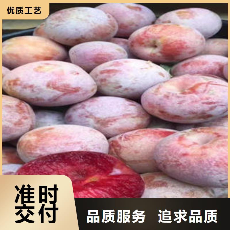 李子苗花椒苗工期短发货快精心