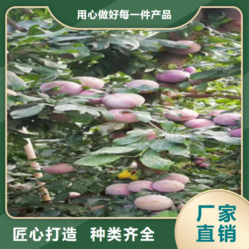 李子苗板栗苗本地配送專業的生產廠家