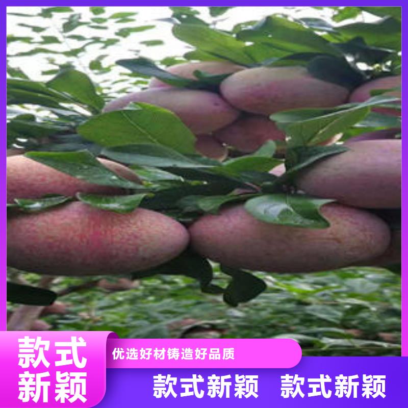 李子苗板栗苗品质好才是硬道理价格实惠工厂直供
