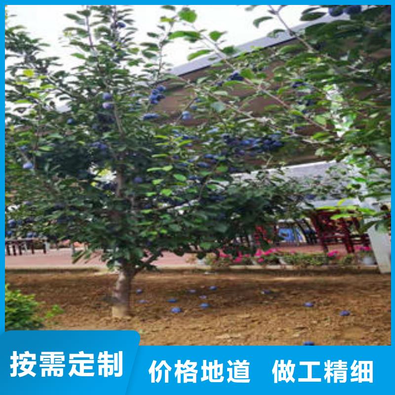 【李子苗核桃苗闪电发货】当地货源