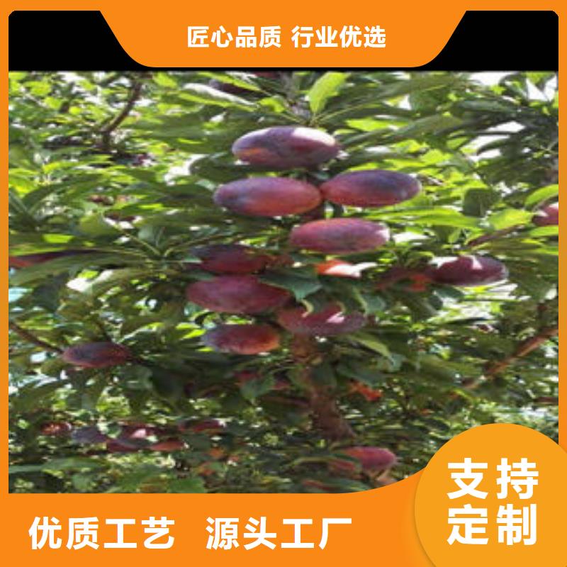 李子苗梨树苗一手价格可定制