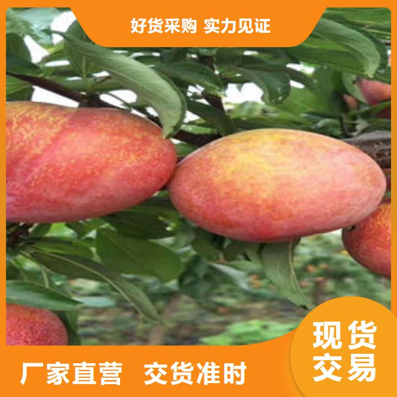 李子苗板栗苗选择我们没错准时交付