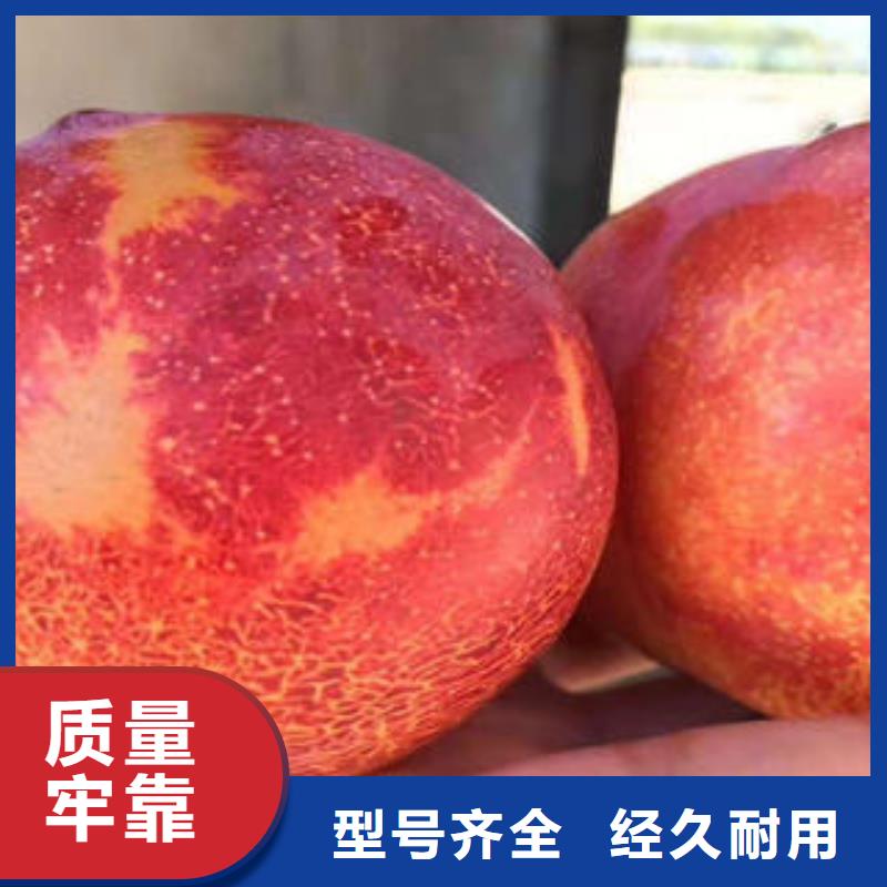 李子苗-蘋果苗實體誠信廠家同城生產廠家