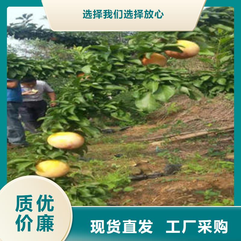 李子苗_花椒苗送货上门欢迎来电询价