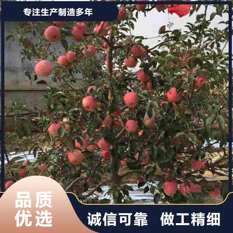 【蘋果苗】-花椒苗專心專注專業(yè)價格實惠工廠直供