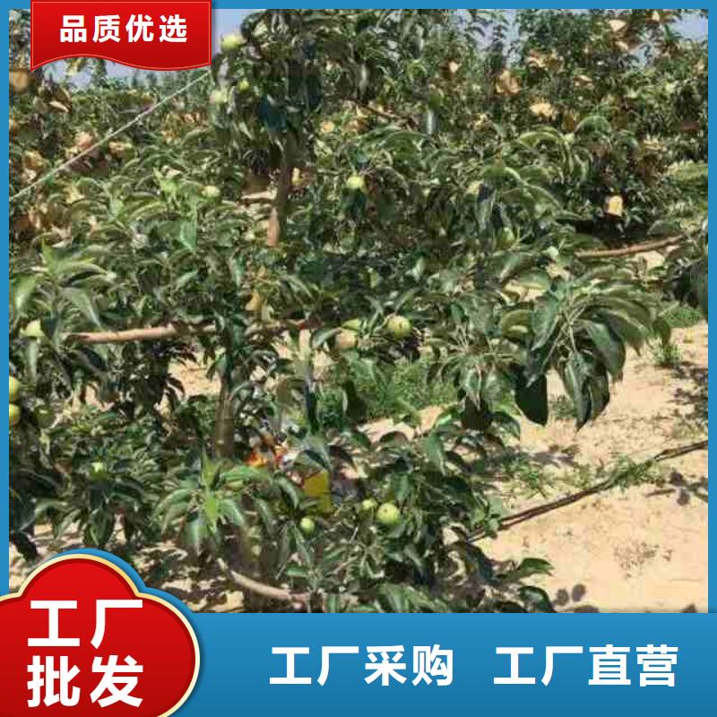 苹果苗板栗苗性价比高实体厂家大量现货