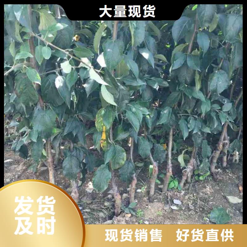 ​苹果苗板栗苗精工细致打造当地公司