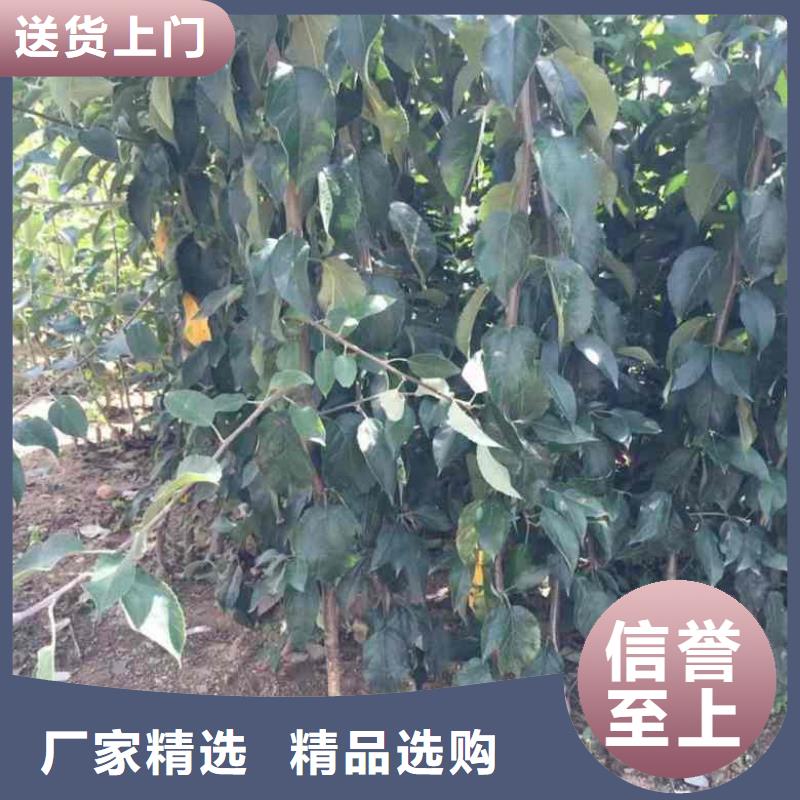 苹果苗梨树苗源厂直接供货安装简单
