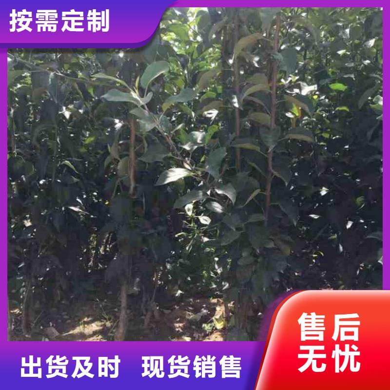 【苹果苗】花椒苗可接急单生产厂家