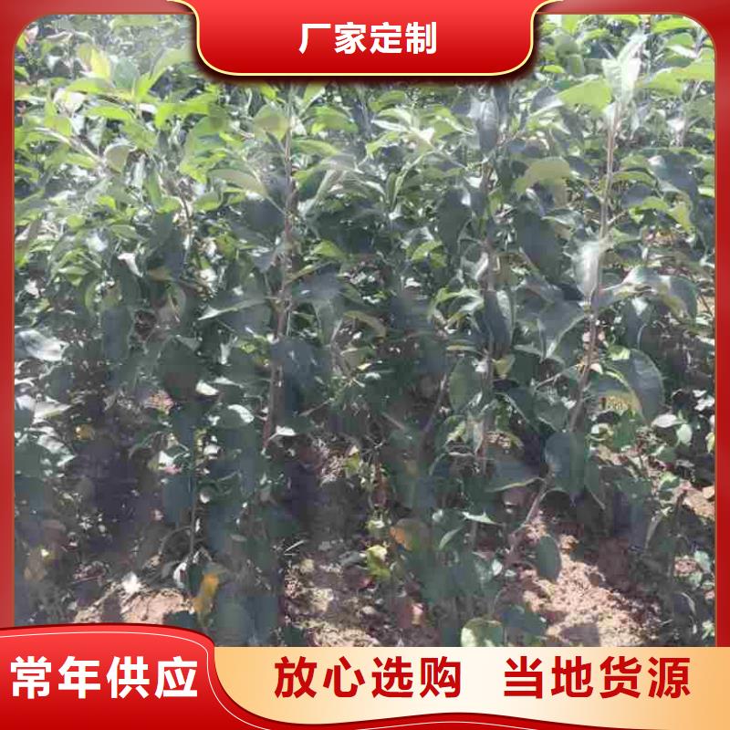 苹果苗【核桃苗】品质做服务实地大厂