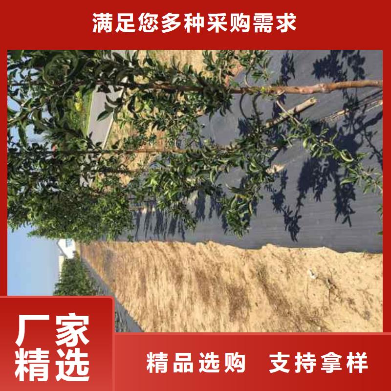 苹果苗梨树苗适用场景当地公司