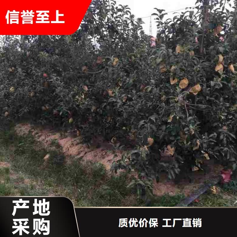 【苹果苗花椒苗好产品不怕比】对质量负责